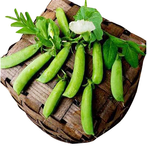 Sugar Ann Sugar Snap Pea Heirloom Seeds, Non-GMO, Bush Form