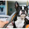 PAW WAVE Buzz Therapeutic Brush Vibration Pet Massager for Dogs