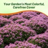 Outsidepride Magic Carpet Creeping Thyme Seeds - 500 Pcs. Perennial,