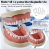 Tipodonto Tipo Nissiin Encía Suave Dientes