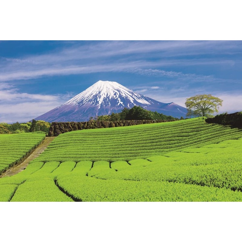 Ocha no Maruko Shizuoka Tea New Tea Scent, Shuho 3.5