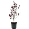 The Japanese Red Maple, Award Winning, Vibrant Leaves, 7 gal,