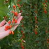 Outsidepride Goji Berry Fruit Plant Seeds - 20 Seeds