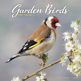 Garden Birds 2026 Calendar | Square Wall Calendar | Bird Gift | Plastic Free Packaging | by Avonside Publishing