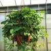 Outsidepride Strawberry Indian - 5000 Seeds