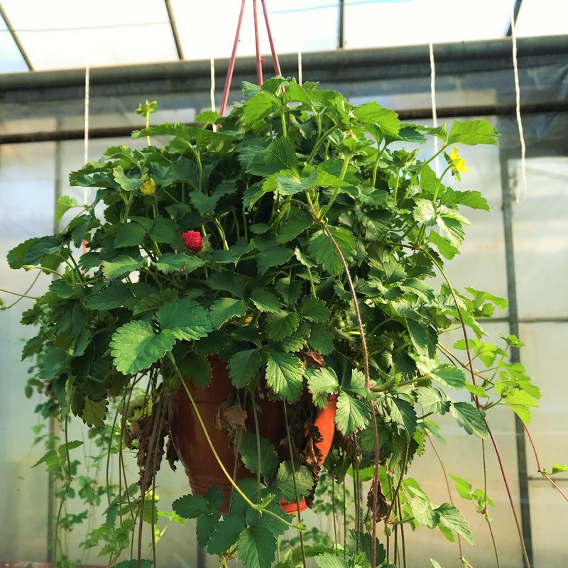 Outsidepride Strawberry Indian - 5000 Seeds