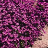 Outsidepride Saxifraga Purple Robe - 2000 Seeds