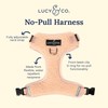 Lucy & Co. Cute No-Pull Rosewater Teddy Harness - Stop