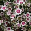 Outsidepride Dianthus Merry-Go-Round - 1000 Seeds