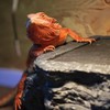 X-Large Bearded Dragon Basking Platform, Lizard, Snake or Reptile Hide