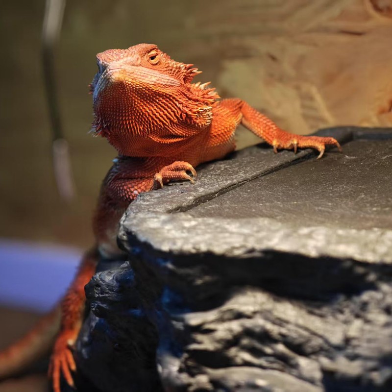 X-Large Bearded Dragon Basking Platform, Lizard, Snake or Reptile Hide