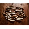 Real Antler Tip Wall Hooks Screw into Wood or Drywall