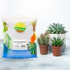 Cactus and Succulent Potting Mix (8 Quarts), Special Blend-Fast Draining