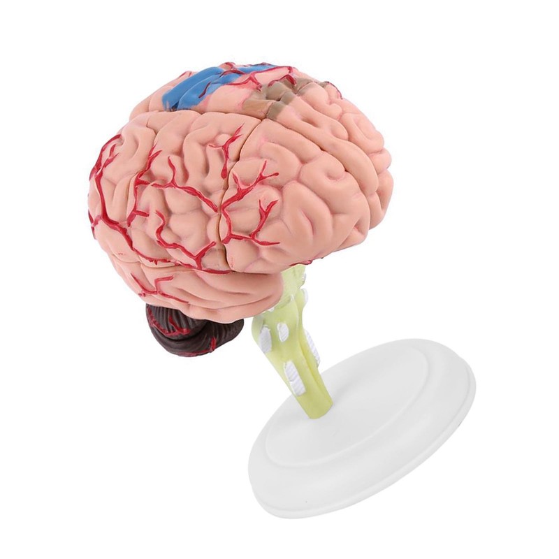 1pc Disassembled Anatomical Human Brain Model Medical Teaching Tool Toy