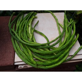 15 Organic Asian Long Bean Seeds (Green,Long Variety),Rare type.US grown.