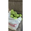 Giant Milkweed Seeds 25 Calotropis Gigantea Seeds/ Giant Purple Mlkweed