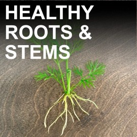 MT AQUATICS BUY 2 GET 1 FREE WATER SPRITE (Lace Leaf) Live Aquarium Plants - 1