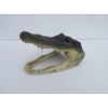 Real 8" Alligator Head from a 5 foot Gator Taxidermy
