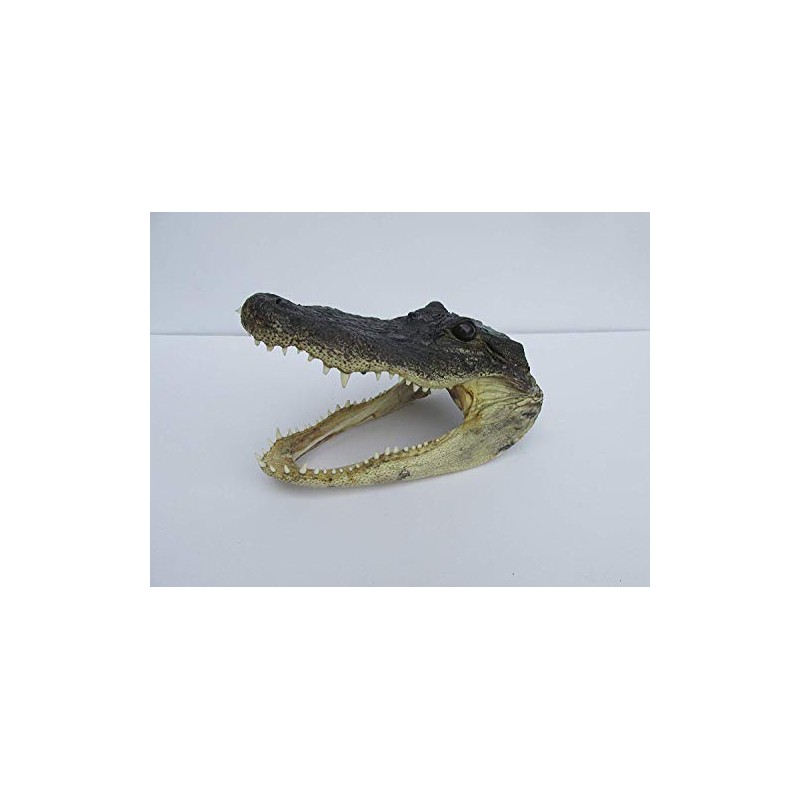 Real 8" Alligator Head from a 5 foot Gator Taxidermy