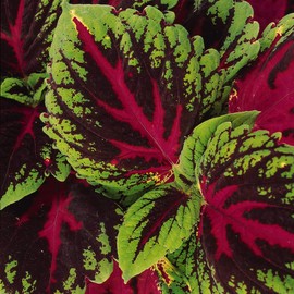 Outsidepride Outsidepride Kong Red Coleus Seeds for Planting - 10 Pcs Annual, Compact, & Easy to Grow, Flower Seeds with Serrated Foliage, Ideal for Shaded Areas, Containers, Borders, & Gardens