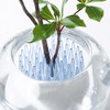 Ash Concept (h concept) Phillips (+d) Michixa MICHI-KUSA Water D-370-BL