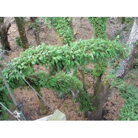 RESURRECTION PLANT Live! Rose of Jericho Dinosaur Fern Miracle Air Prehistoric