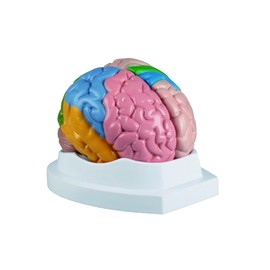 Brain, Functional/Regional (5 Pieces)