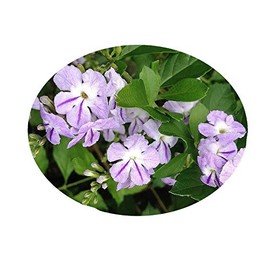 Lavender Sky Flower Live Semi-Tropical Shrub Bush Plant Pigeon Berry Golden Dew Drop Duranta repens Starter Size 4 Inch Pot Emerald tm