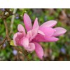 Jane Magnolia Tree, 6-12” Tall, Live Shrub in 2.5” Pot