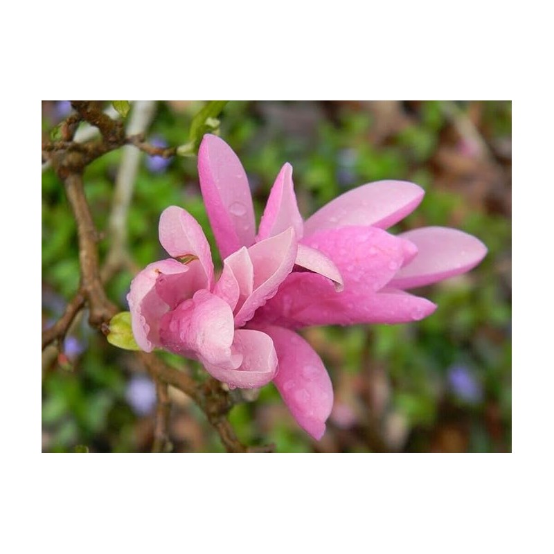 Jane Magnolia Tree, 6-12” Tall, Live Shrub in 2.5” Pot
