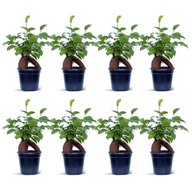 8 Pack Live Ginseng Ficus, Ficus Retusa, Banyan Fig, Potted Bonsai Houseplant, Birthday Gift for Plant Lover, Office Gift for Christmas, Indoor Live Plant in 4" Pot