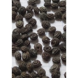 200 Natural Green Vine Jelly Seeds - Suong Sam Long - Green Grass Jelly Plant Seeds Cyclea barbata | Non GMO | Organic | Heirloom | High Germination Rate