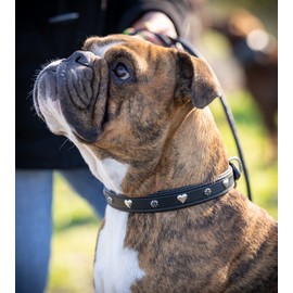 Jack & Russell Dog Collar Black with Appliqués Heart & Flower - Comfortable Genuine Leather Dog Collar Coer (M (34.5-43.0))