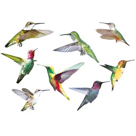 Hummingbird Window Clings,9PCS Birds Wall Decal,Hummingbird Window Cling Anti-Collision Window Clings Decals,Flying Bird Sticker Hummingbird Stickers For Window&Living Room Office Wall Art Decor