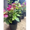 Four multi color bougainvillea live plant. 4” pot 9-15. colors