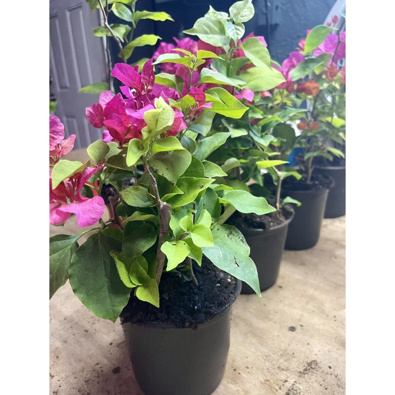 Four multi color bougainvillea live plant. 4” pot 9-15. colors