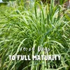 Lemon Grass Seeds for Planting Outdoor - 250 Mg Packet