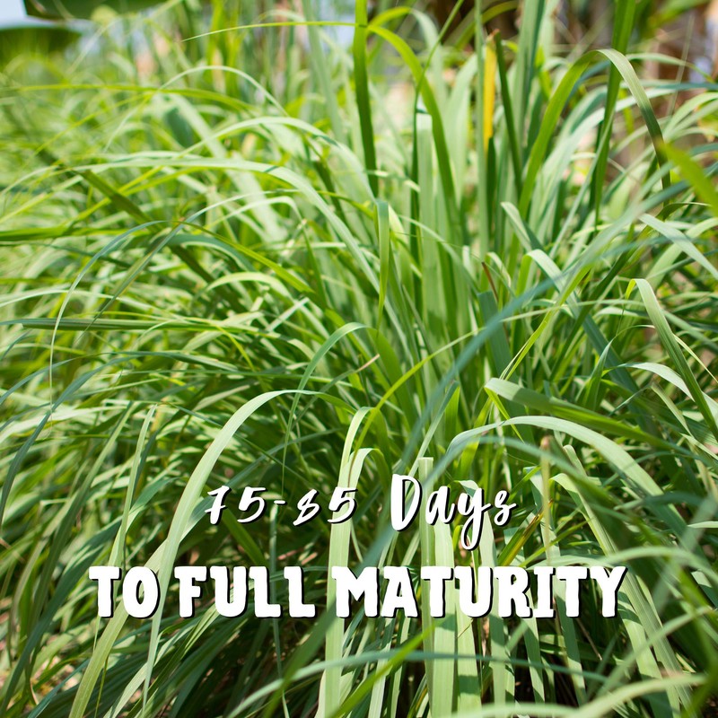 Lemon Grass Seeds for Planting Outdoor - 250 Mg Packet