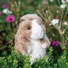 Wrendale Designs Guinea Pig Plush Toy Large