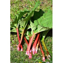 RAISE ME UP: Seeds Rhubarb Victoria Giant Red Stalk Non GMO Heirloom