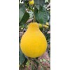 pomelo 20 Pomelo Seeds Sweet Good Variety