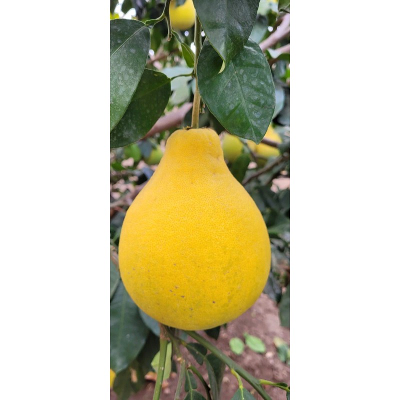 pomelo 20 Pomelo Seeds Sweet Good Variety