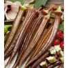 Fresh 25+ Red Burgundy Okra Seeds - NON GMO --