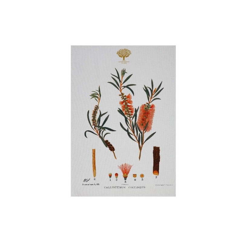 Maxwell & Williams Royal Botanic Gardens Australian Botanics Tea Towel