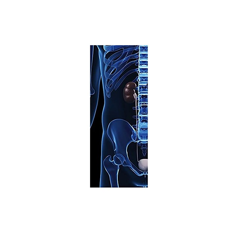 The Renal System at a Glance