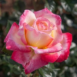 Heirloom Roses Hybrid Tea Rose Plant - Enchanted Peace™ Rose Bush, Hybrid Tea Live Plant for Planting Outdoors