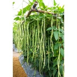 Yard Long Bean Seeds 85+ Seeds, Asian Heirloom Yard Long Beans Seeds, Asparagus Beans Seeds, Phaseolus Vulgaris, Non GMO