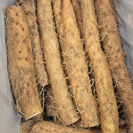 Kim's Sister Market (현대Hmall)안동마 장마 알뜰형 5kg 생마 (Hyundai Hmall) Andong Ma Jangma Budget Type 5kg Fresh Garlic