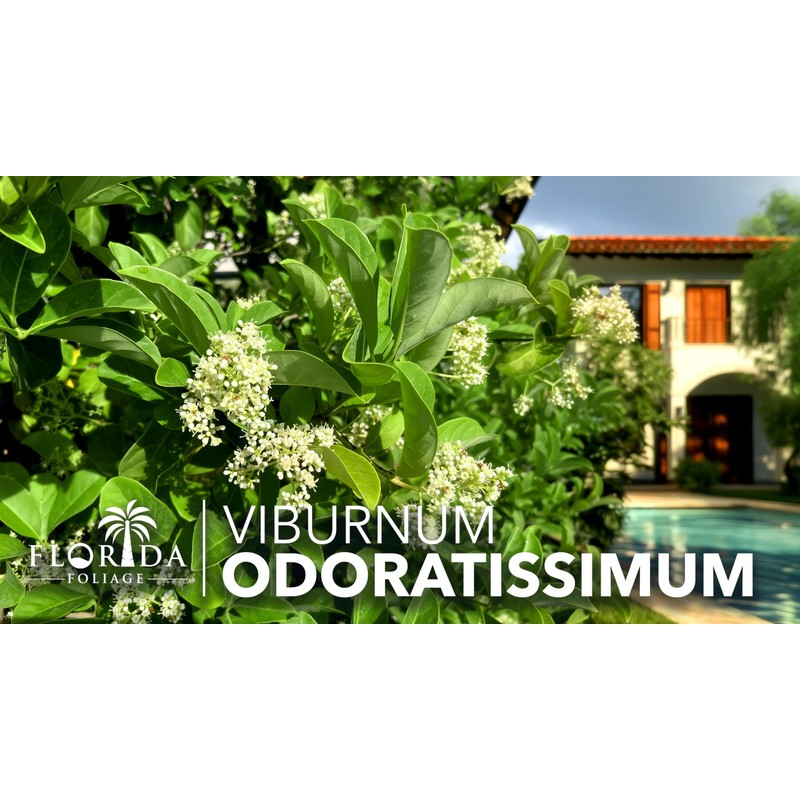 Viburnum Odoratissimum | 3 Live Plants | Viburnum odoratissimum |