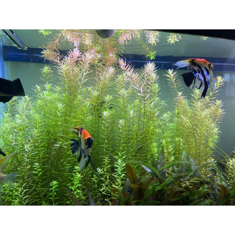 20 STEMS Rotala Rotundifolia Tropical Freshwater Aquarium Live Plants